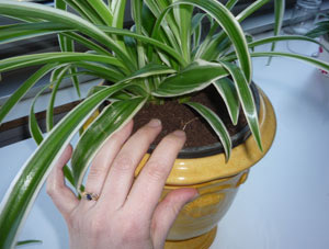 20515_fingers