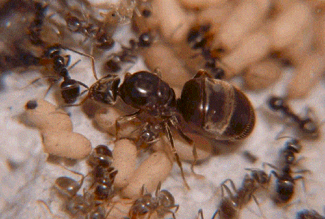 3-14-15_ants-6