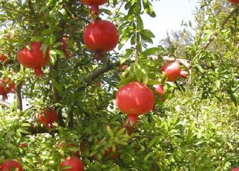 Աշակերտական.  Ո՞վ Է Հայը