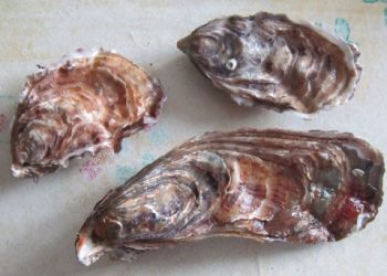 Մարգարիտներ Արտադրող Ոստրէները