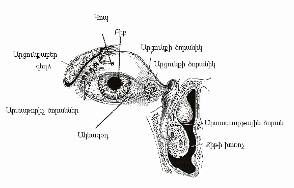 Արցունքաբեր գեղձ եւ արցունքային սարք