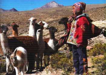 Էվօ, Պոլիվիացի Պզտիկ Հովիւը