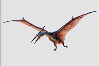 harts-6---Pterodactyl