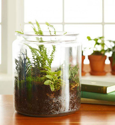 bocal-terrarium_011416