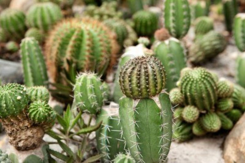 cactus_010916