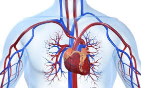 Blood-circulation_021116