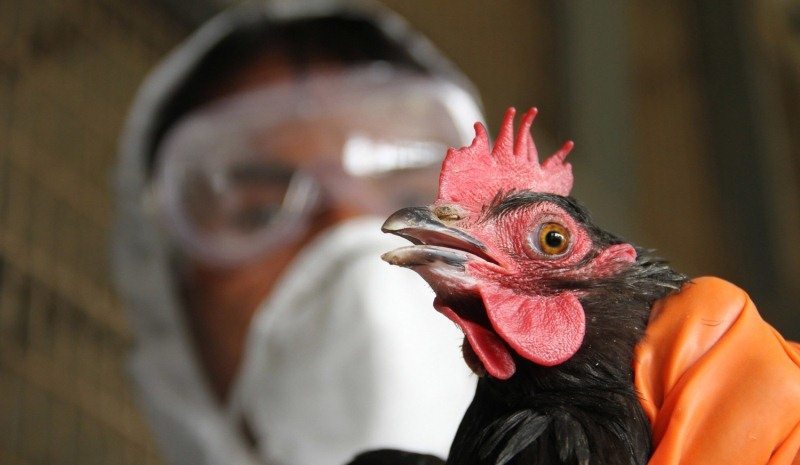H5N1_42116