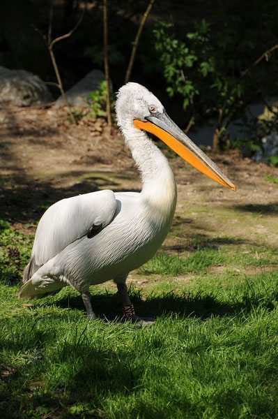 800px-ComputerHotline_-_Pelecanus_crispus_(by)_(1)