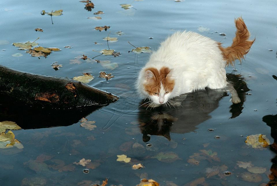 10247235_980484895302340_3368390095916439865_f