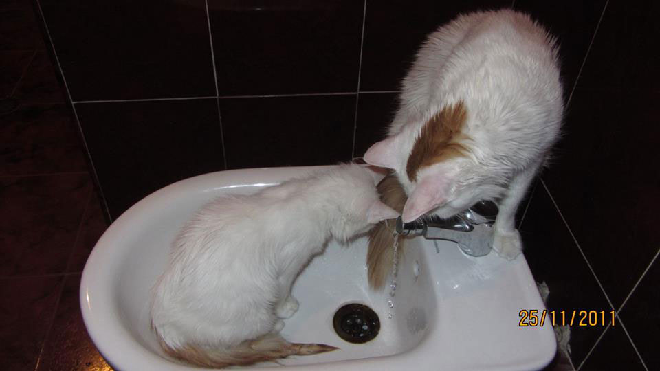 10336629_929556297061867_9106984666317363406_n