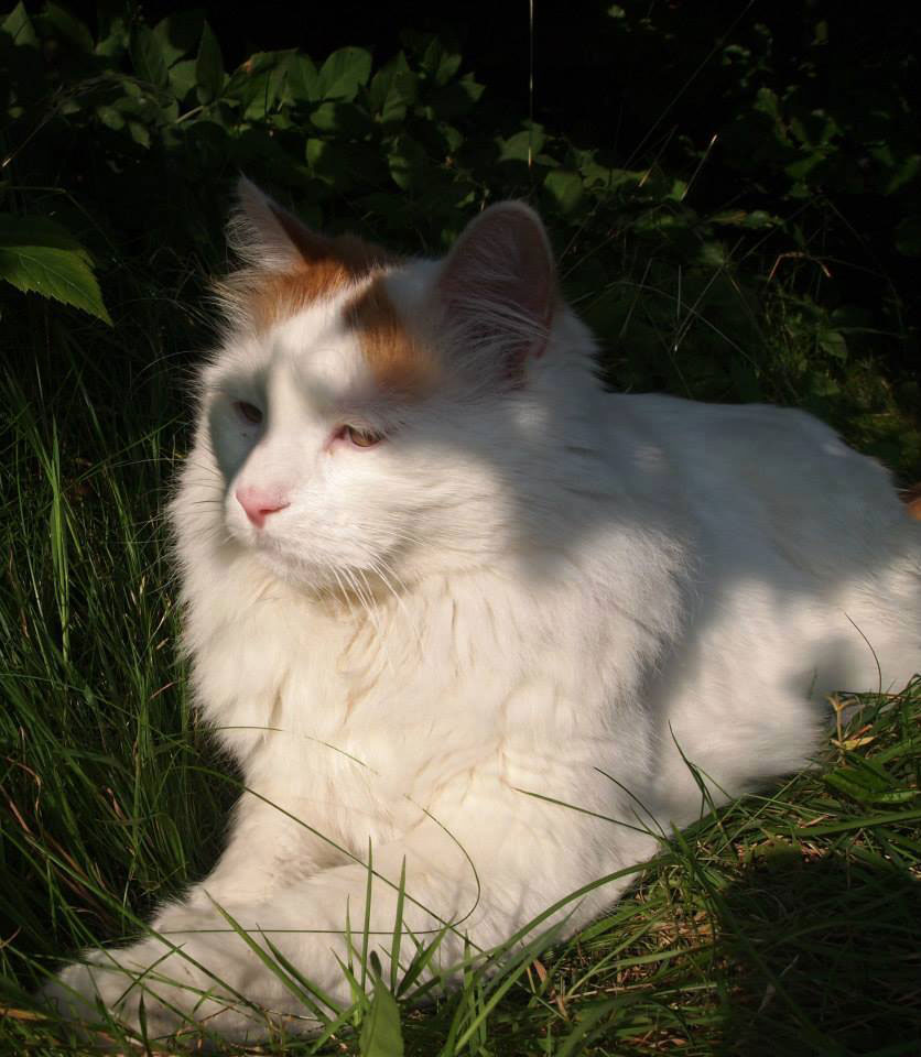 10527574_940882349262595_4302385370367886764_n