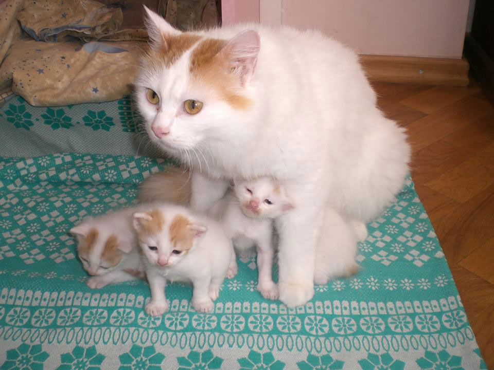 10570492_931683950182435_2158630401561082305_n