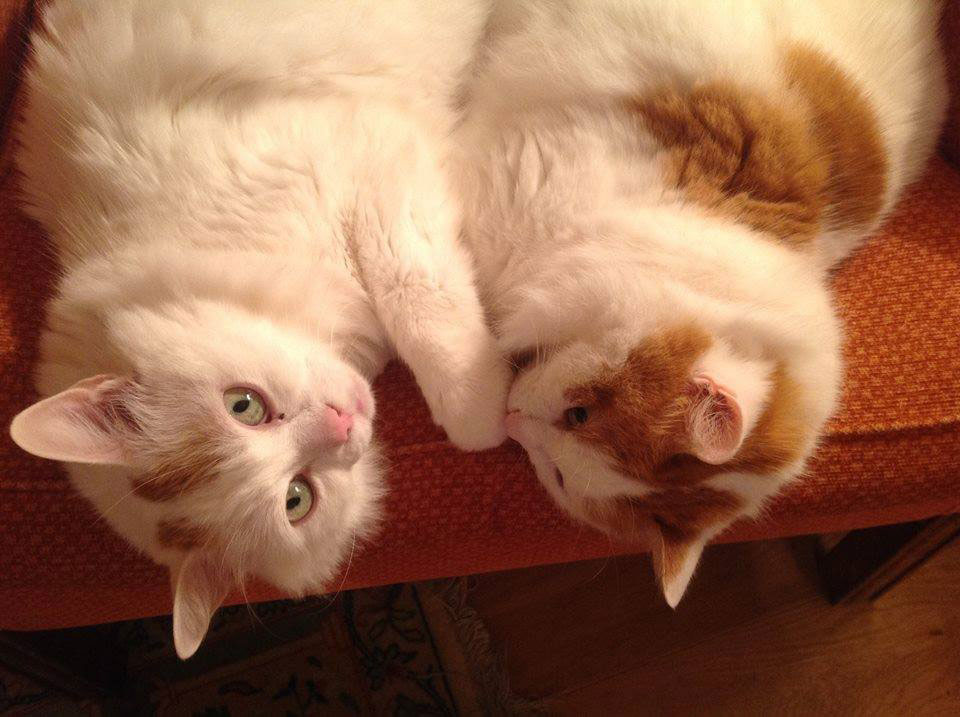 11012090_1246634925354001_2752194537911315230_n