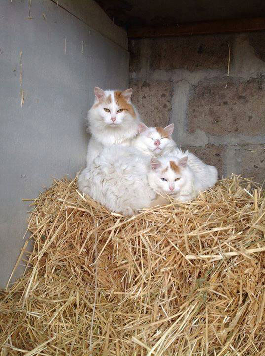 1978819_1068373986513430_5840029496481204749_n