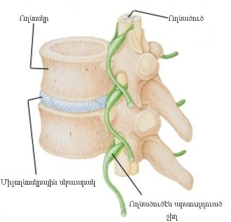 Ողնոսկրներ եւ ողնածուծ կողմէն դիտուած