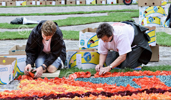 flower-carpet-volunteers_70216
