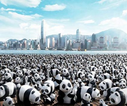 panda-1_70916