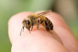 honey-for-bee-bites_81116