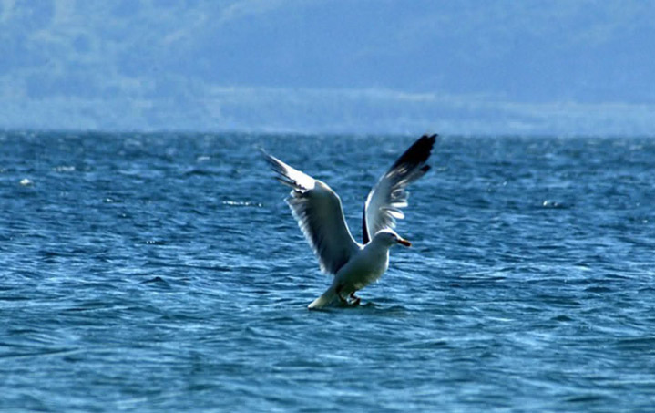 sevan_82816