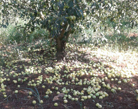 Յուզիչ Բերքի Տօն Այնճարի Մէջ, Կամ` Խնձորի, Դեղձի Եւ Սալորի Ողբերգութիւնը