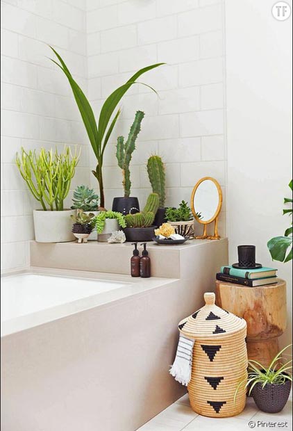 441616-idee-deco-n-4-des-cactus-dans-la-salle-990x0-3