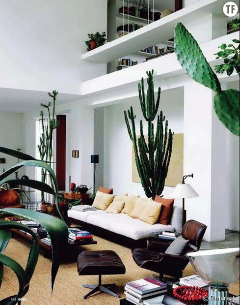 441621-idee-de-deco-n-5-des-cactus-geants-dan-990x0-2