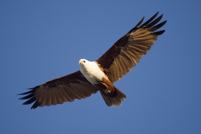flying-bird_111916