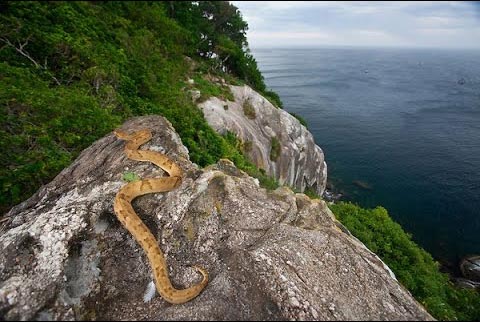 snake-island-in-brazil_112516