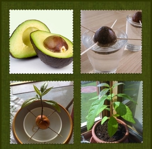 avocado_11917