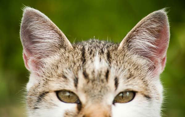 cat_11417