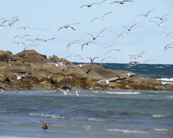 seagulls_11217