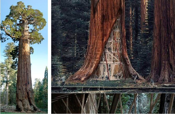 Կարելի՞ Է Ապրիլ Հսկայ Սեքոա Ծառի Մը Մէջ