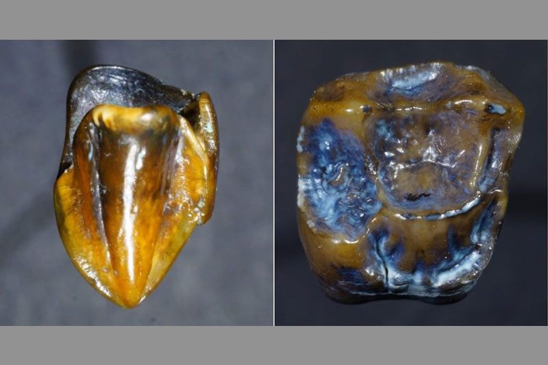 9.7 Միլիոն Տարուան Ակռաներ