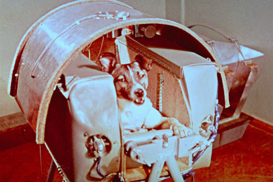 Լայքա` Անջրպետ Ղրկուած Առաջին Կենդանի Էակը