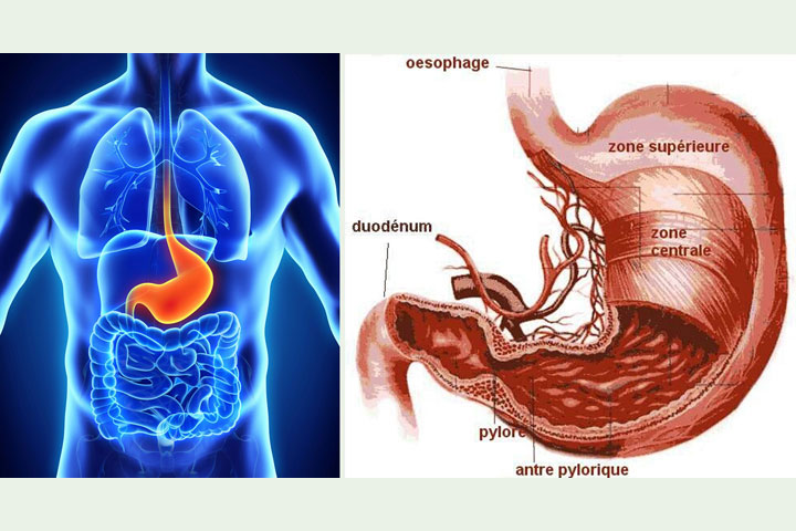 Ստամոքսը` Մեր Երկրորդ Ուղեղը