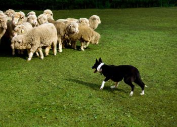 Արդեօք Մենք Անասուններէն Աւելի Խելացի՞ Ենք