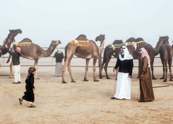 Հետաքրքրական.  «Միսթըր» Ուղտի Մրցանք