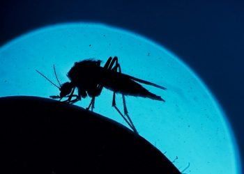 Գետ-Գիտութեան. Ինչո՞ւ Մժեղները Միշտ Զիս Կը Խայթեն