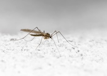 Ինչի՞ Կը Ծառայեն Մժեղները