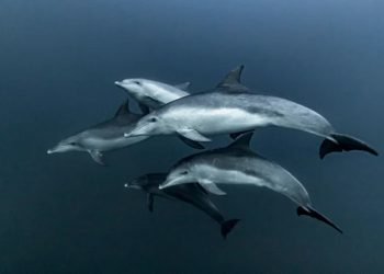 Գետ-Գիտութեան