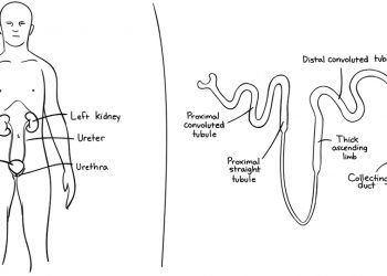 Գետ-Գիտութեան. Երիկամներն ու Կլոմերուլային Զտումը