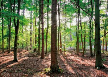 Յեղափոխակա՞ն, Թէ՞ Սովորական Գող
