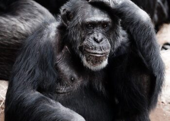 Գետ-Գիտութեան.  Աշխարհի Ամենավատ Յիշողութիւն Ունեցող 10 Անասունները