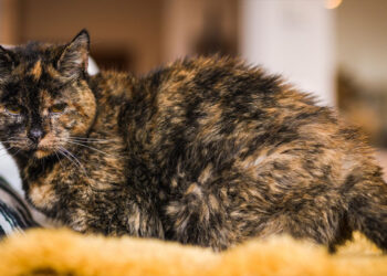 Հետաքրքրական. 26 Տարեկան Ֆլոսի` Աշխարհի Ամէնէն Տարիքոտ Կատուն