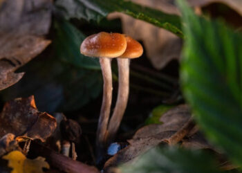 Գետ-Գիտութեան. Սայլոսայպին (Կախարդական Սունկերը)