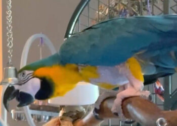 Հետաքրքրական. Ալօ, Ամէն Ինչ Լա՞ւ Է…