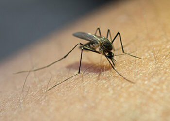 Ա՜յ, Կը Խայթէ՛