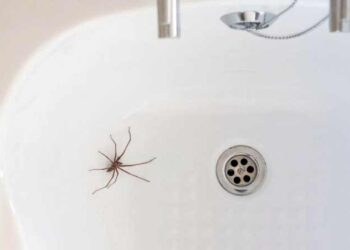 Աշուն. Ինչո՞ւ Այս Շրջանին Մենք Շատ Սարդեր Կը Տեսնենք