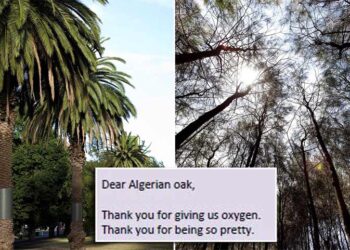 Մելպուռնի Մէջ.  Ծառերն Ալ Ե-Նամակի Հասցէ Ունին