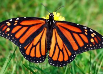 Տակաւին Աշուն Է.  Մոնարք` Թագաւորական Թիթեռնիկը